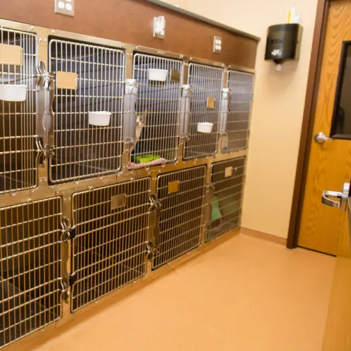 Cat Ward at Kindness Animal Hospital
